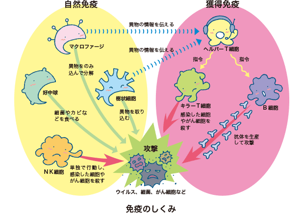 免疫能を高めるためには？ なかしま内科クリニック